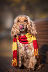 cocker spaniel puppy