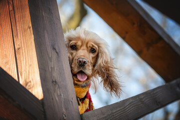 portrait of a english cocker spaniel dog