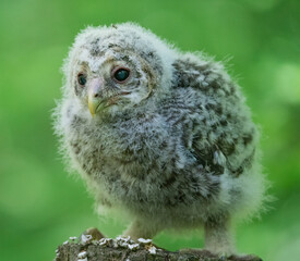 A long-tailed owl chick sits on a tree stump