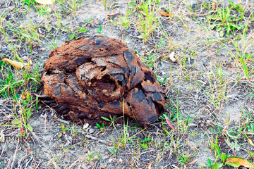 Bison dung along a path in the Grand Tetons