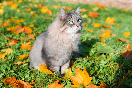 Gray fluffy cat with green eyes in nature. Full length portrait of furry pet sitting on lawn on fallen yellow autumn foliage and looking away, outdoors. Animal theme