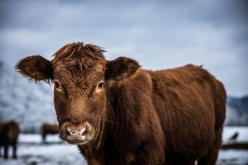 Grey cow cattle standing outdoors in a winter pasture in the day. Cow looking at camera portrait in the winter snow. High quality photo