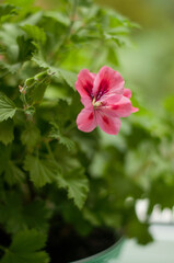 a scarlet geranium flower from a green plant in a pot with earth in a vertical format