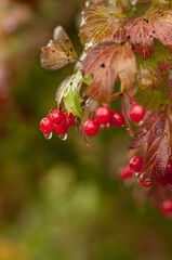 red viburnum berries hang on a branch in autumn with raindrops, with a blurred background, in a vertical format