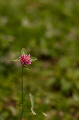 Obraz premium pink clover flower on a blurry green background