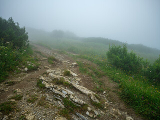 misty green mountain cores in summer covered with grass