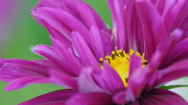 Close-up of a beautiful pink flower