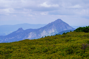 Fototapeta premium misty green mountain cores in summer covered with grass