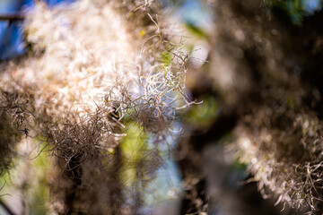 Southern live oak tree macro closeup of texture of hanging Spanish moss lichen in Mt Pleasant, Charleston, South Carolina in sunlight