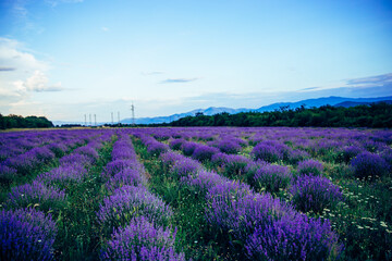 Fototapeta na wymiar Beautiful big lavender field in Bulgaria. Purple background field. Violet flowers blooming. Amazing nature shot. High quality photo