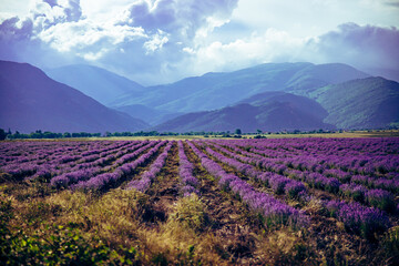 Fototapeta na wymiar Beautiful big lavender field in Bulgaria with mountains in the background.Violet flowers blooming. Amazing nature shot. High quality photo