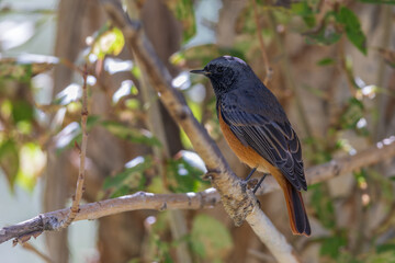 Common redstart (Phoenicurus phoenicurus) at Hunder village, Nubra Valley, Ladakh UT