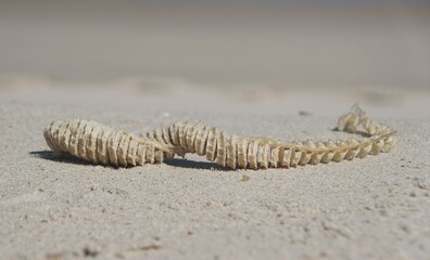 Close up of the egg casing of a whelk on the beach