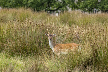 Deer in Crom Estate, Upper Lough Erne, County Fermanagh, Northern Ireland