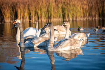 swans on the lake