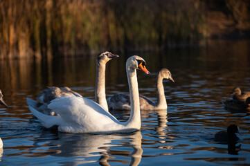 swans on the lake
