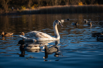 swan on the lake