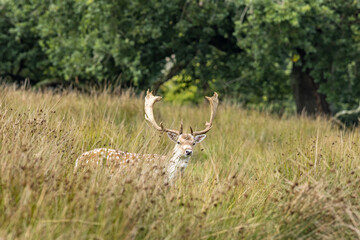 Naklejka na ściany i meble Deer in Crom Estate, Upper Lough Erne, County Fermanagh, Northern Ireland