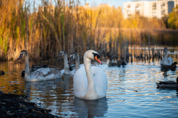 swans on the lake