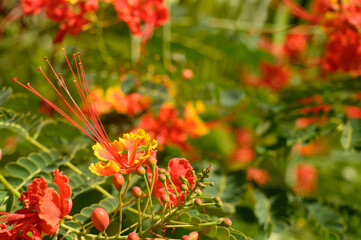 Perfect bloom in carribbean island on green backround.
