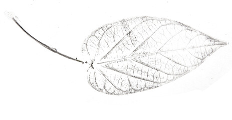 a leaf printed on paper