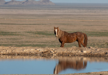 Wild Horse Stallion Reflected in a Utah Desert Waterhole