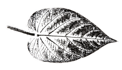 a leaf printed on paper