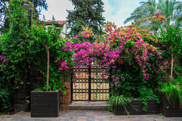 Fototapeta na wymiar Nostalgic iron garden gate in flowers.