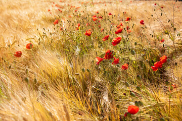 Fototapeta premium Beautiful meadow with wild poppy flowers and yellow grass in summer