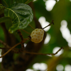 Noni fruit macro. Fruity wildlife in tropics country