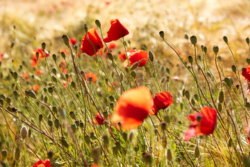 Naklejka premium Beautiful meadow with wild poppy flowers and yellow grass in summer
