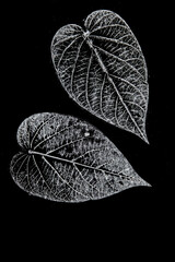 a leaf printed on paper