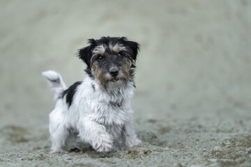 Cute small Jack Russell Terrier dog in a sand pit
