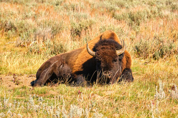 Isolated Bison rests on a sunny afternoon in Yellowstone National Park