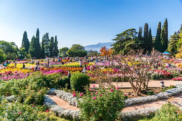 Fototapeta premium Autumn. Crimea, Nikitsky Botanical Garden. Chrysanthemum ball. Exhibition.