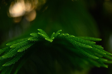 Evergreen araucaria tree. Natural green needles and leaves.