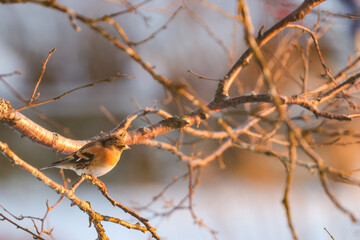 Birch finch (Fringilla montifringilla) is a finch that nests in forests in northern Eurasia,Helgeland,Northern Norway,scandinavia,Europe