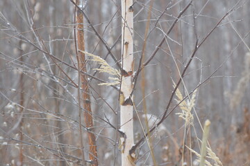 WINTER PHOTO PHONE, SOFT FOCUS, BLURRED IMAGE OF PLANTS, SILHOUETTES OF BRANCHES, LEAVES ON A SNOW BACKGROUND. LANDSCAPE forest in late autumn. dark browns and reddish colors. Abstraction