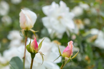 Rose buds in the garden