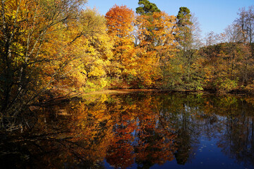 Autumn colors. A pond in the city park Serebryanny Bor. Moscow - 471696726