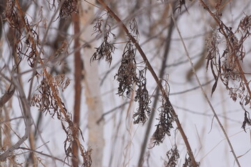 WINTER PHOTO PHONE, SOFT FOCUS, BLURRED IMAGE OF PLANTS, SILHOUETTES OF BRANCHES, LEAVES ON A SNOW BACKGROUND. LANDSCAPE forest in late autumn. dark browns and reddish colors. Abstraction