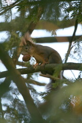 Squirrel sitting on a tree