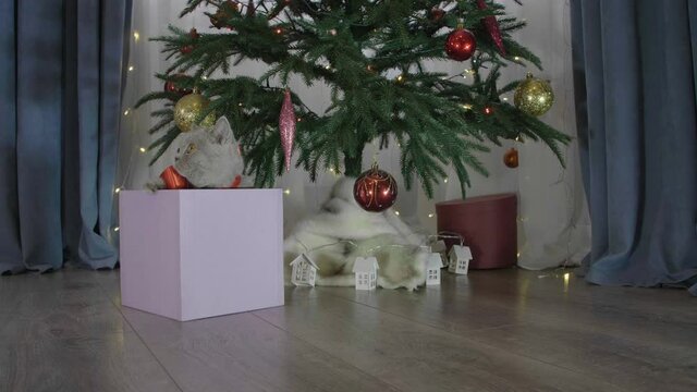 Cute british cat playing in a gift box with Christmas decoration. Funny situation. Christmas kitten among spruce branches and red New Year's toys. British cat with New Year decorations.