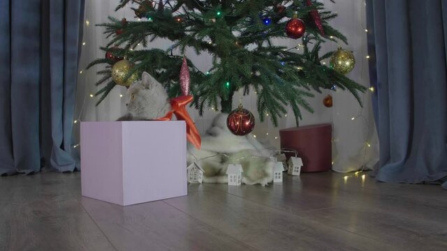 Cute british cat playing in a gift box with Christmas decoration. Funny situation. Christmas kitten among spruce branches and red New Year's toys. British cat with New Year decorations.