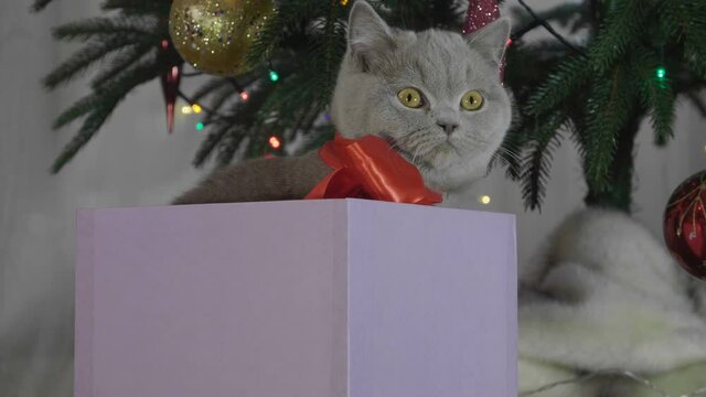 Cute british cat playing in a gift box with Christmas decoration. Funny situation. Christmas kitten among spruce branches and red New Year's toys. British cat with New Year decorations.