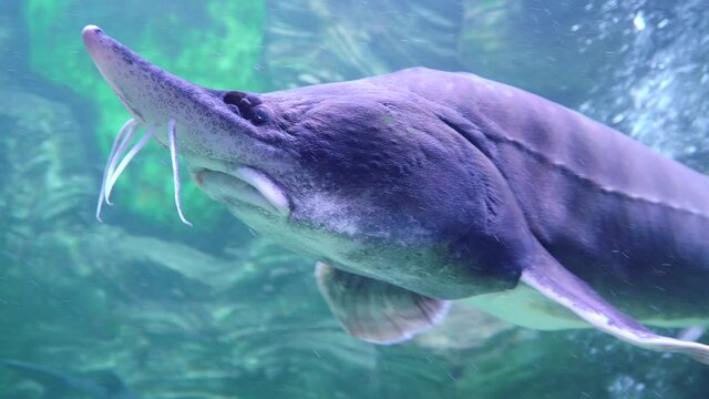 Beluga in a large transparent oceanarium
