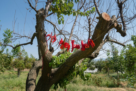 Red peppers left to dry by hanging between two branches of the tree.