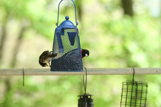 Bird Feeder Friends