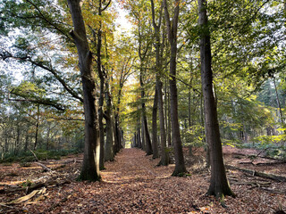 Autumn forest at Eelerberg