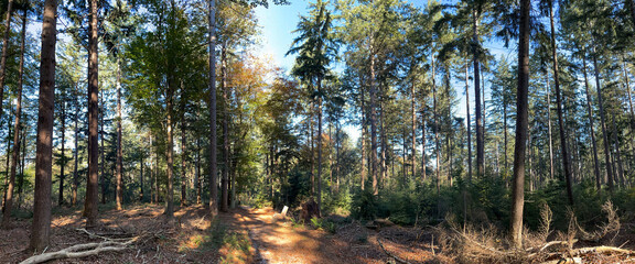 Obraz premium Panorama from the autumn forest at Eelerberg